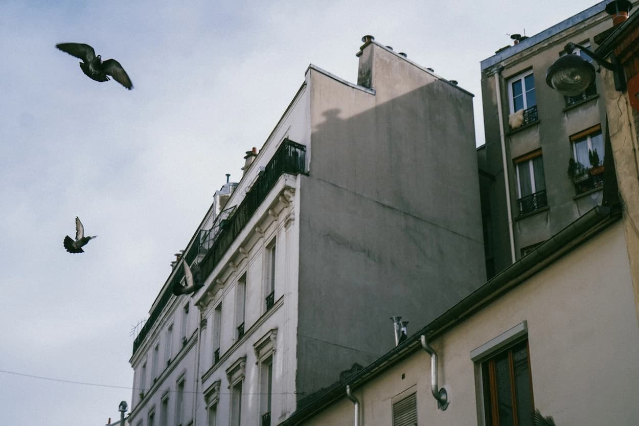 Two pigeons crossing a pale winter sky over a Parisian terrace — a blank grey party wall, wrought-iron balconies and a street lamp seen from below